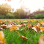 14 Things You Need to Know About Yard Waste
