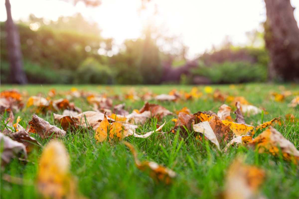 image of leaves in a lawn