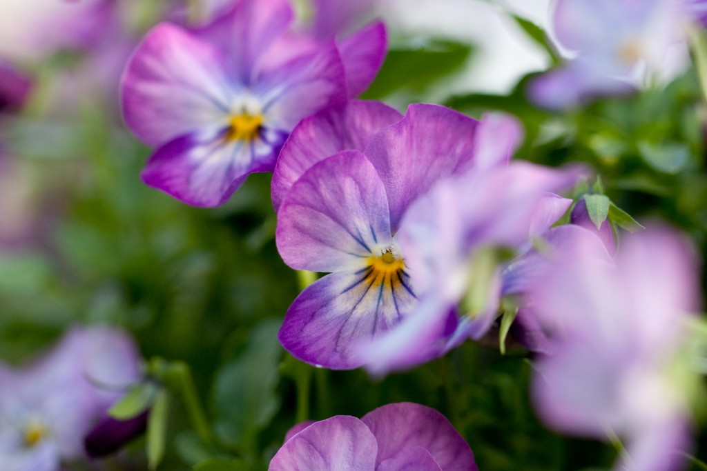 Winter Is Coming! The 5 Best Flowers for Winter Lawnstarter