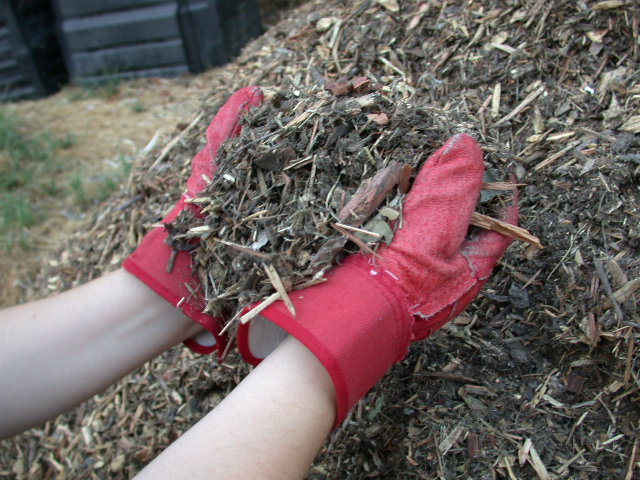 Man wearing red gloves holding mulch