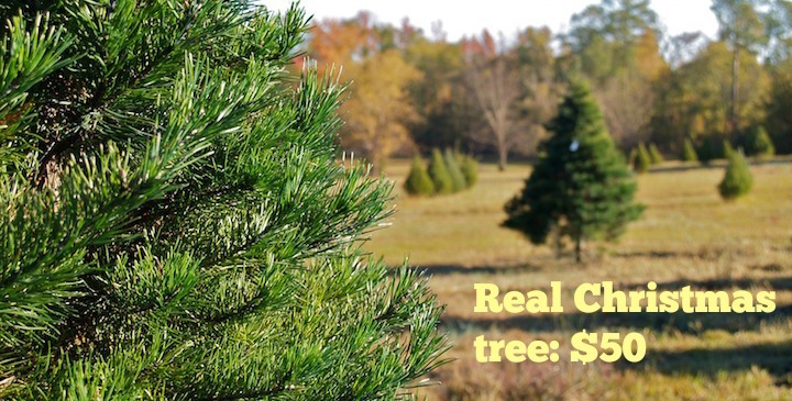 how much does a real tree cost 28 images 100 how much how much does a real tree cost 28 images 100 how much