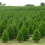 Which County Produces One-Fourth of the Christmas Trees Grown in Texas?