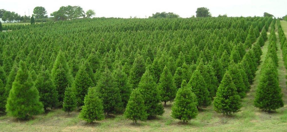 christmas tree farm