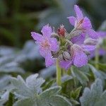 Winter Is Coming! The 5 Best Flowers for Winter