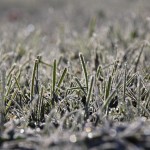 Winter Lawn Care in Charlotte – Winterizing Your Grass