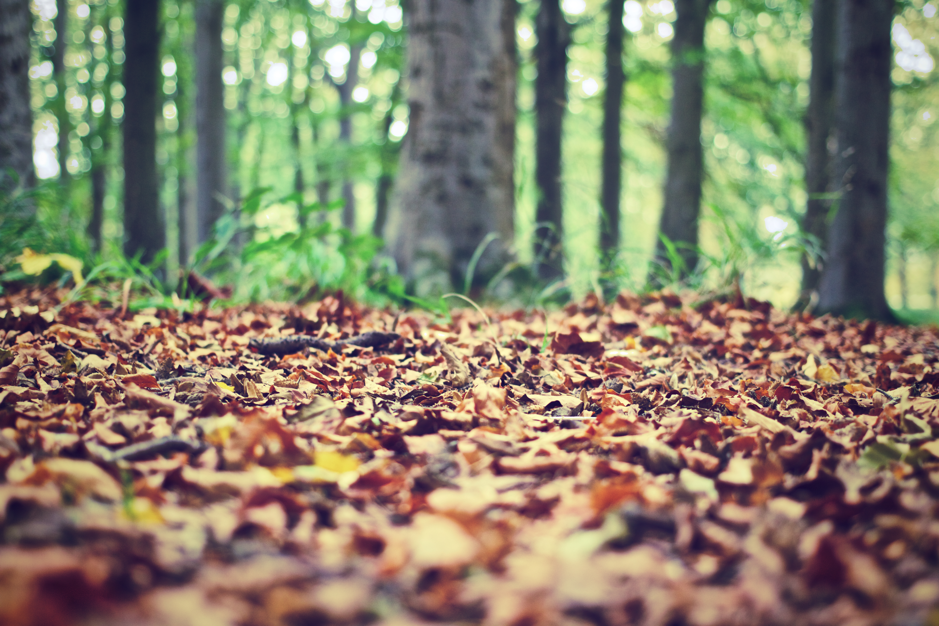 winter money to break over how make The NC in Winter  Charlotte, Mulches Best for  7 Lawnstarter