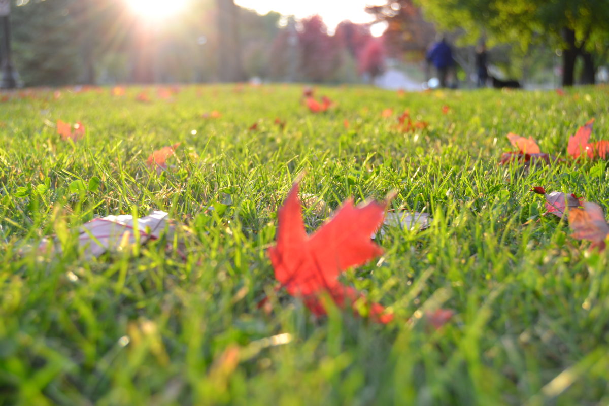 Autumn leaves on a lawn in the sunshine