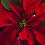 Pity the Poor Poinsettia: The 7 States Where Production Is Really Withering