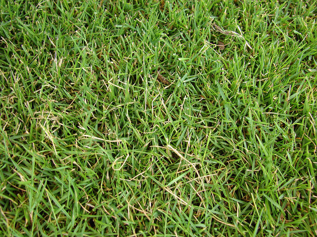 5 Popular Grass Types in Nashville, TN - Lawnstarter