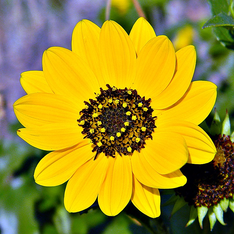 Yellow Leaves flower with yellow pollen inside it