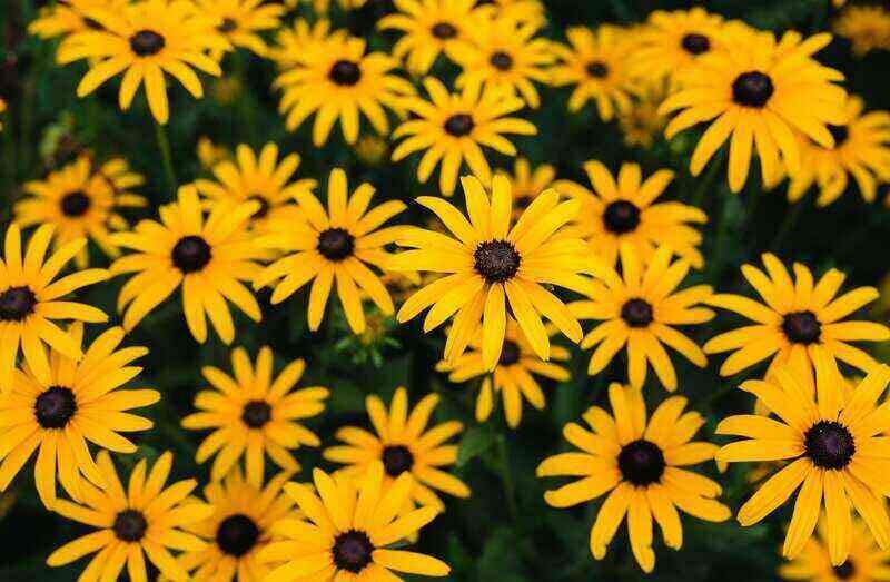 closeup of the Black-eyed Susan flowers