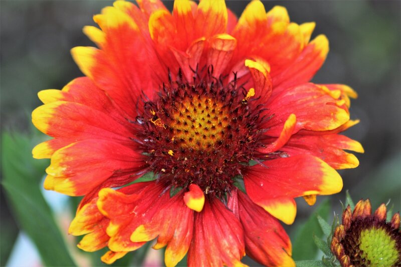 Red and Yellow Color leaves flower with brown pollens