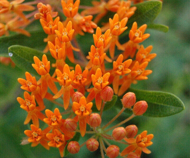 Orange Color Butterfly Weed