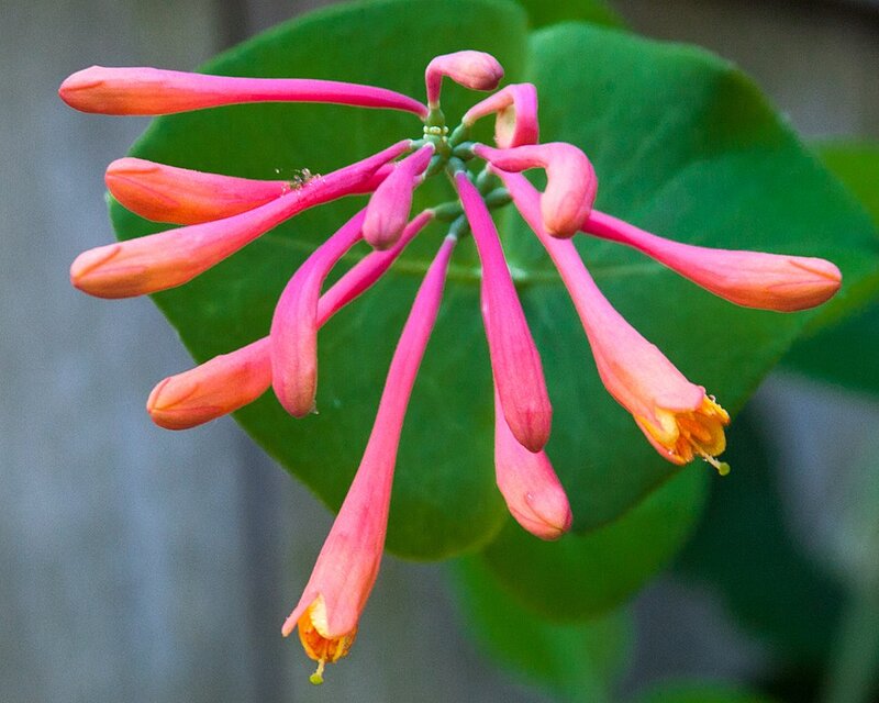 Pink color long stick like Flower