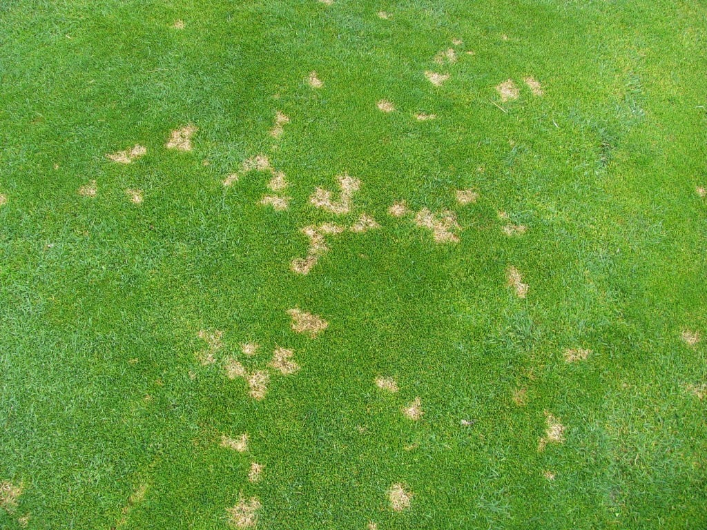 dollar spot disease