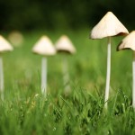 Watch Out, Jacksonville: 3 Vicious Winter Lawn Diseases
