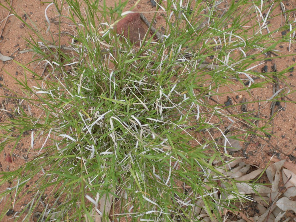 Green_and_silver_grass_(3233209135)