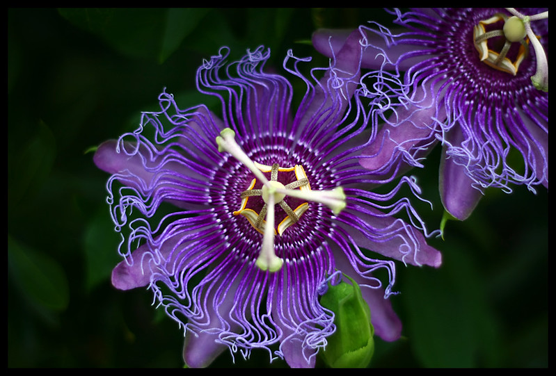 closeup of purple passionflower