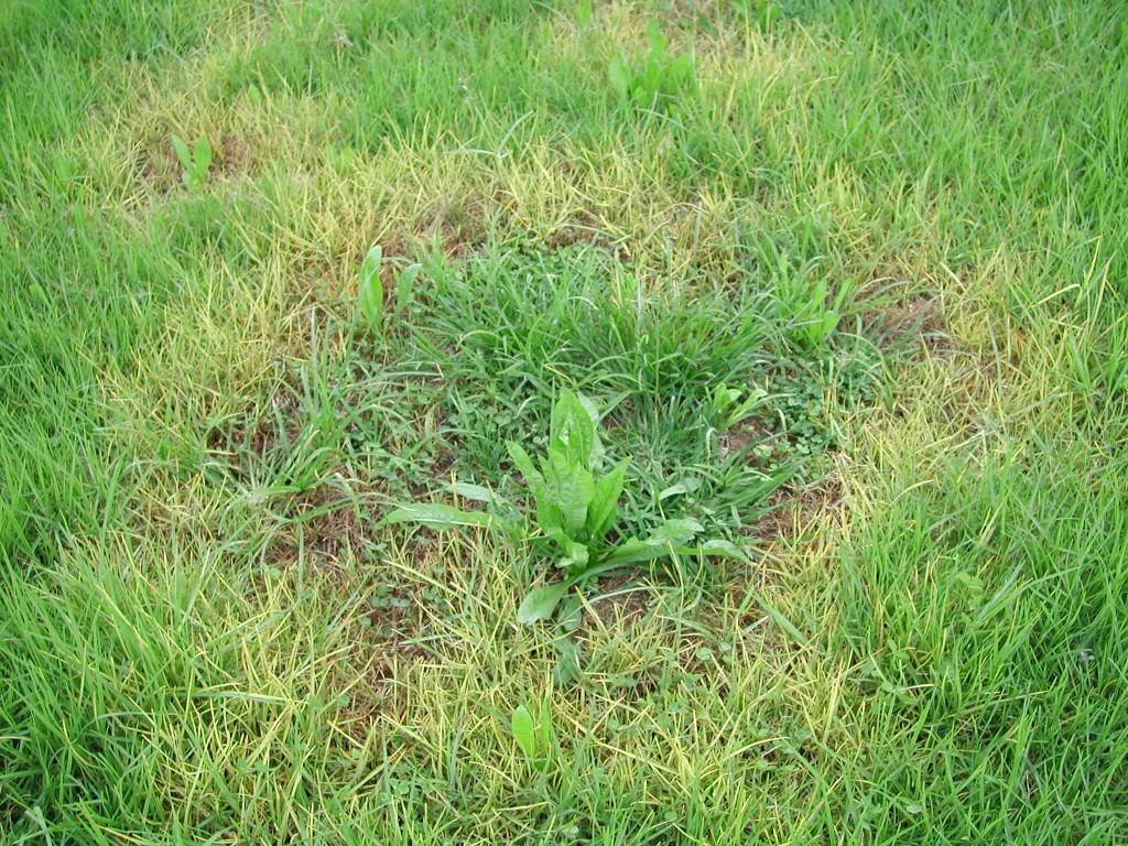 Pennisetum_clandestinum_yellowing_fungul_disease