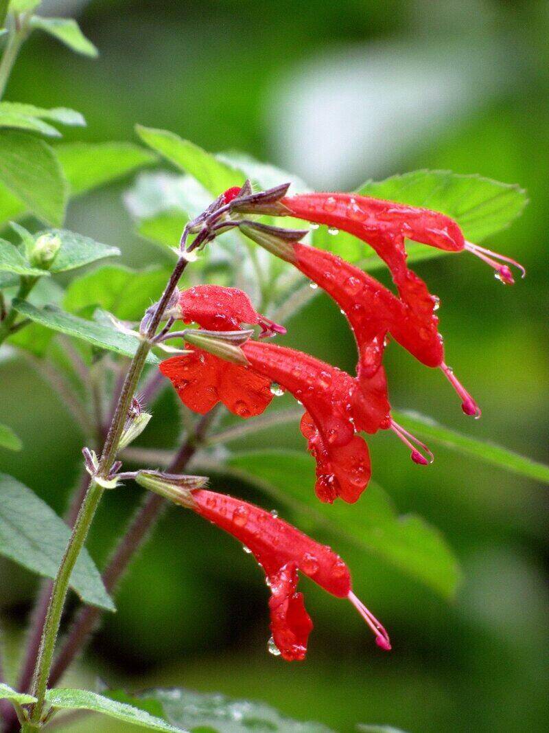 Red Color Flower with Green Background