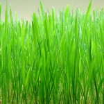 4 Lawn Diseases to Watch for in San Antonio, TX