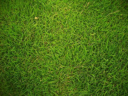 the 4 most common grass types in fort worth tx the 4 most common grass types in fort worth tx