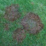 4 Winter Lawn Diseases in Jacksonville, FL