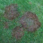 Watch Out Jacksonville: 3 Vicious Winter Lawn Diseases