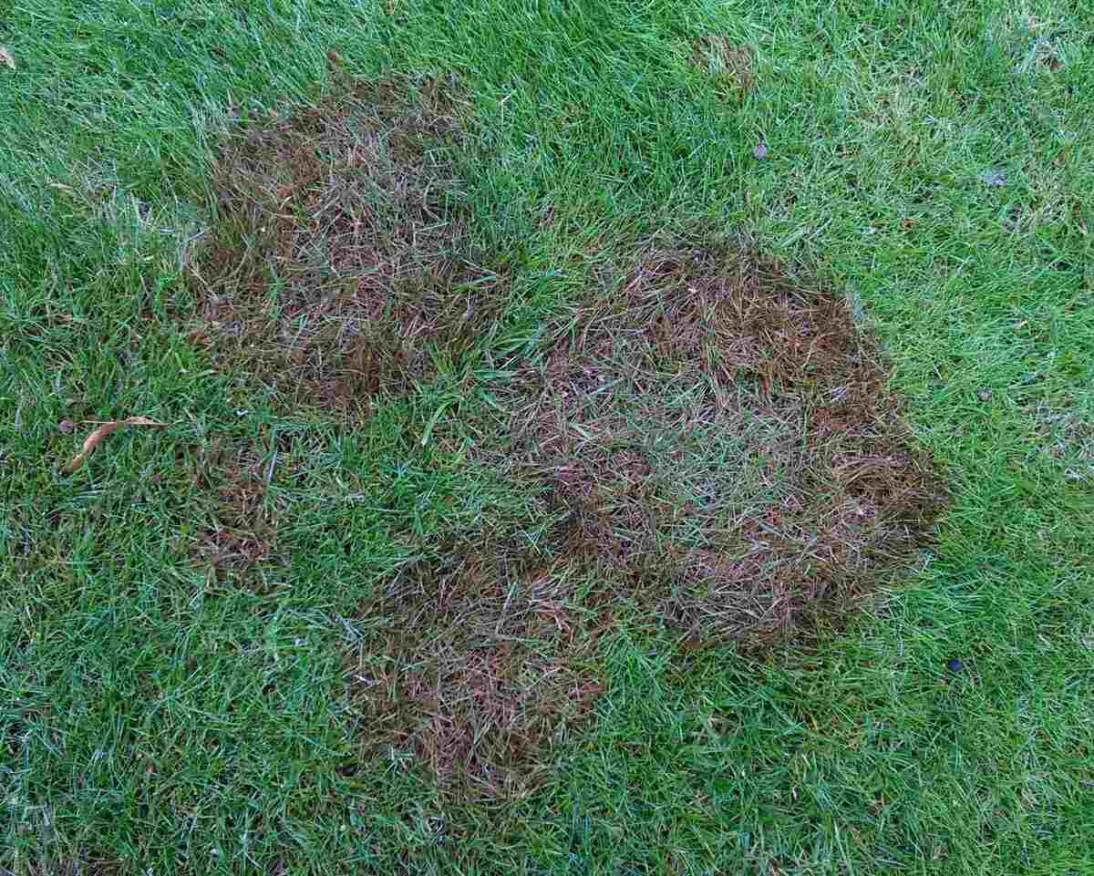 image of a brown patch in a lawn
