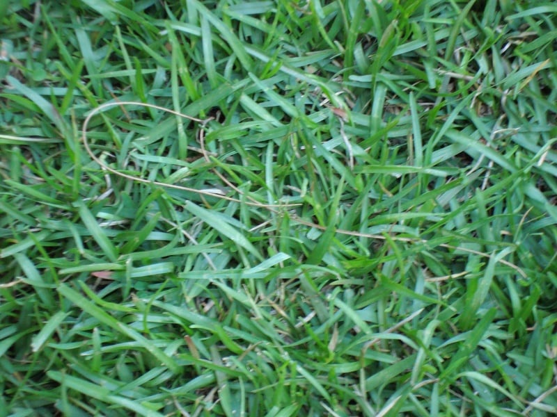 The 4 Most Common Grass Types in Fort Worth, TX