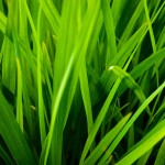 The 4 Most Common Grass Types in Fort Worth, TX
