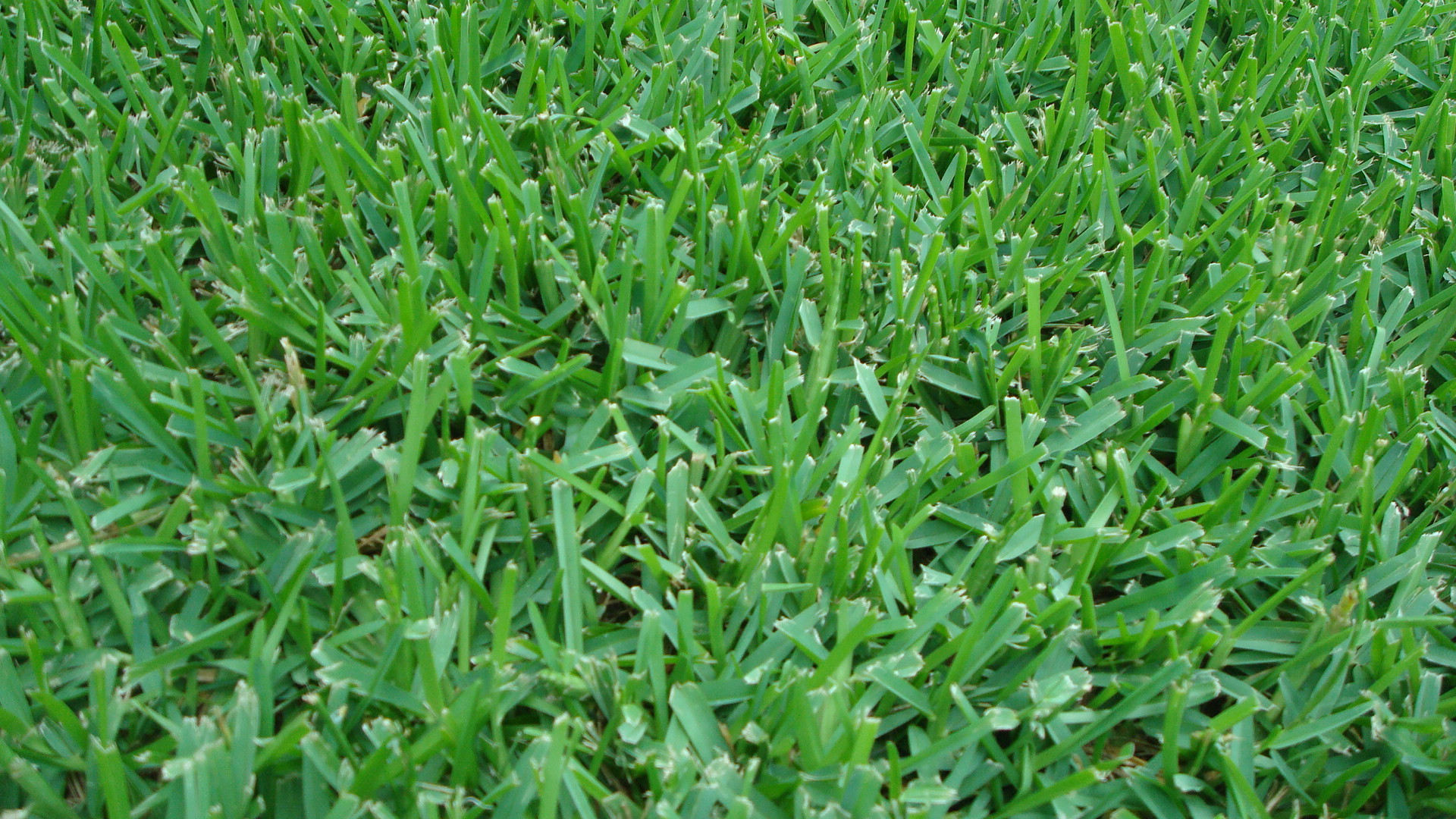 The 4 Most Common Grass Types in Fort Worth, TX