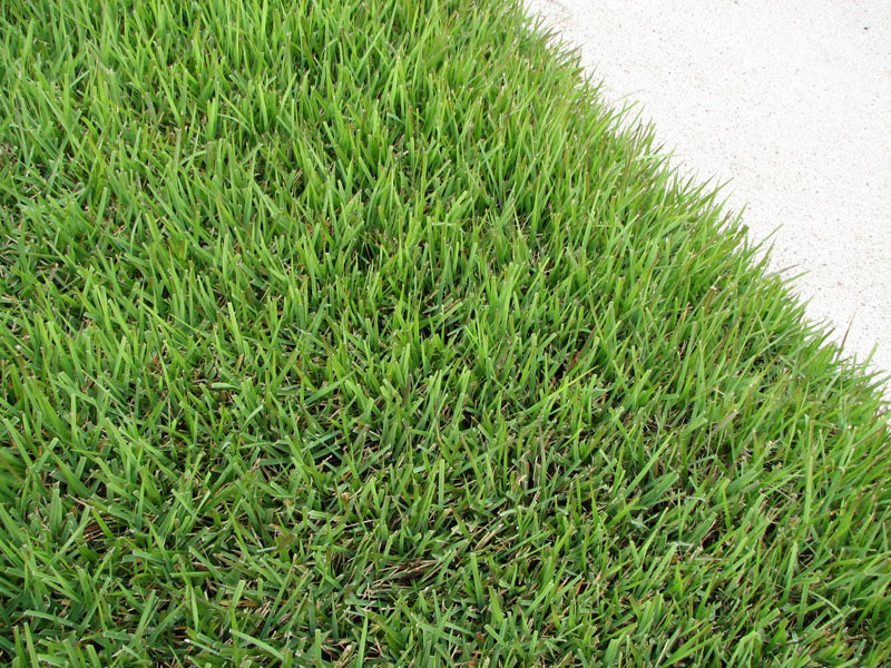 The 4 Most Common Grass Types in Fort Worth, TX