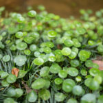 Round, glossy dollarweed leaves with long central stems, resembling small green coins scattered across the ground.