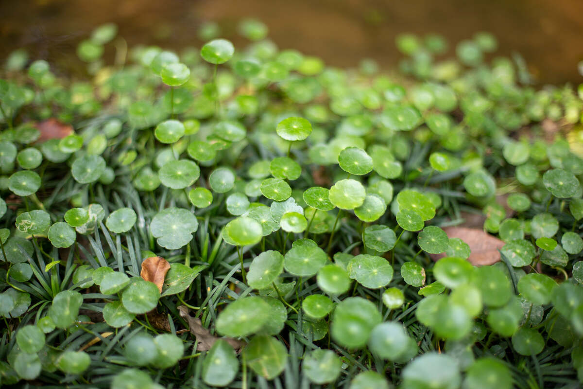 Round, glossy dollarweed leaves with long central stems, resembling small green coins scattered across the ground.