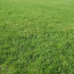 The 5 Most Common Grass Types in Jacksonville, FL