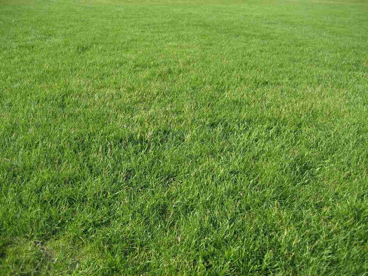image of a green grassy lawn