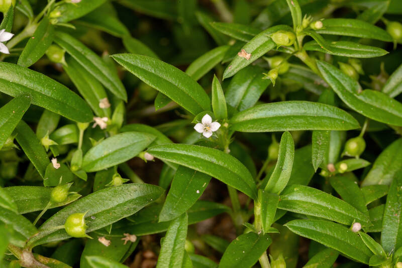Delicate old world diamond flowers with tiny white petals set against slender green stems and leaves.