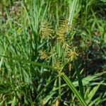 8 Common Weeds in Jacksonville, FL: How to Identify and Remove Them