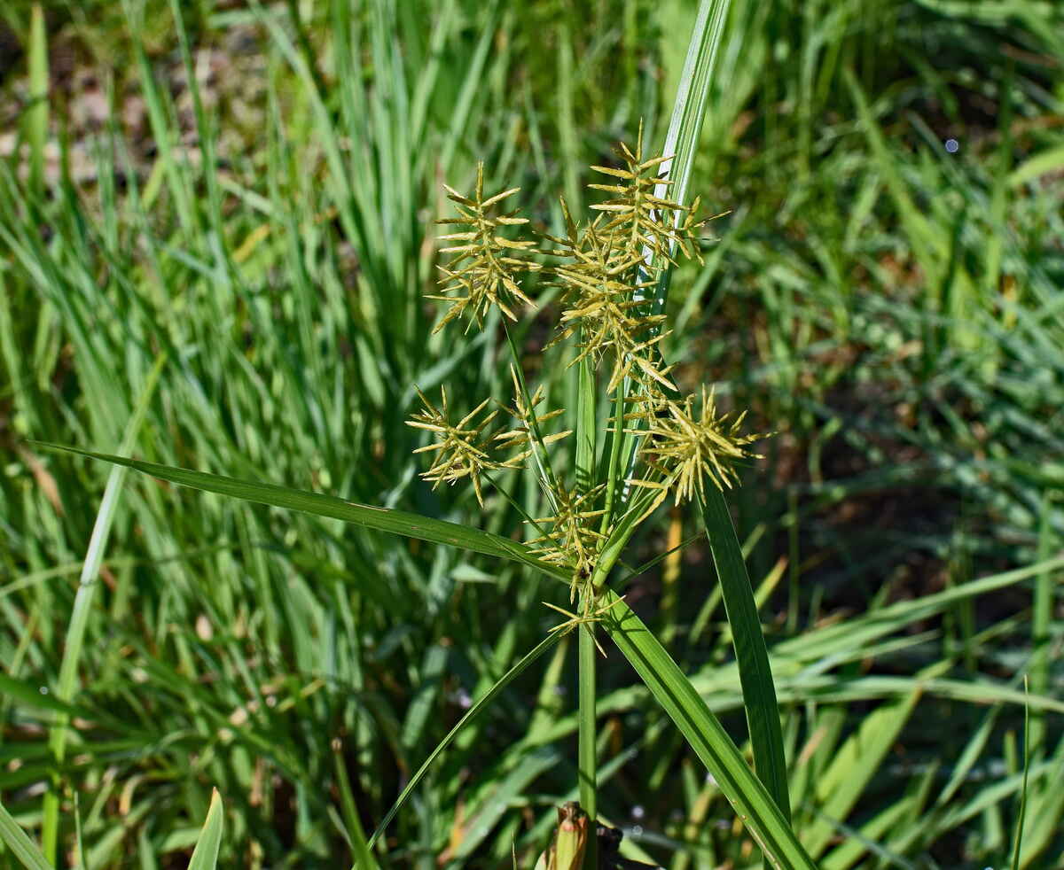 closeup image of nutsedge