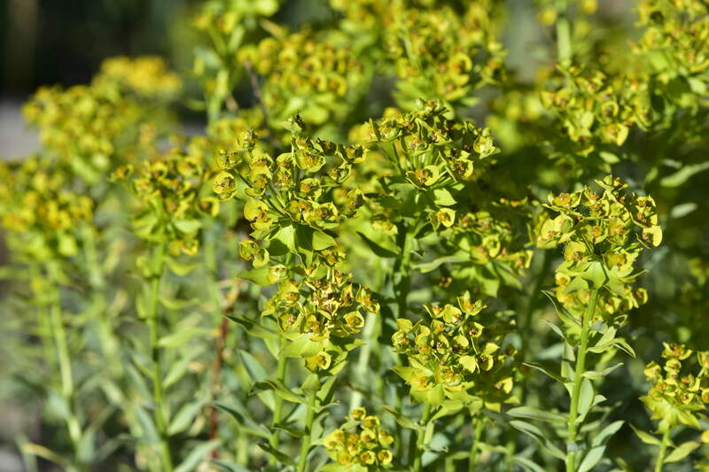 Tiny spurge flowers nestled among green stems and small oval leaves.