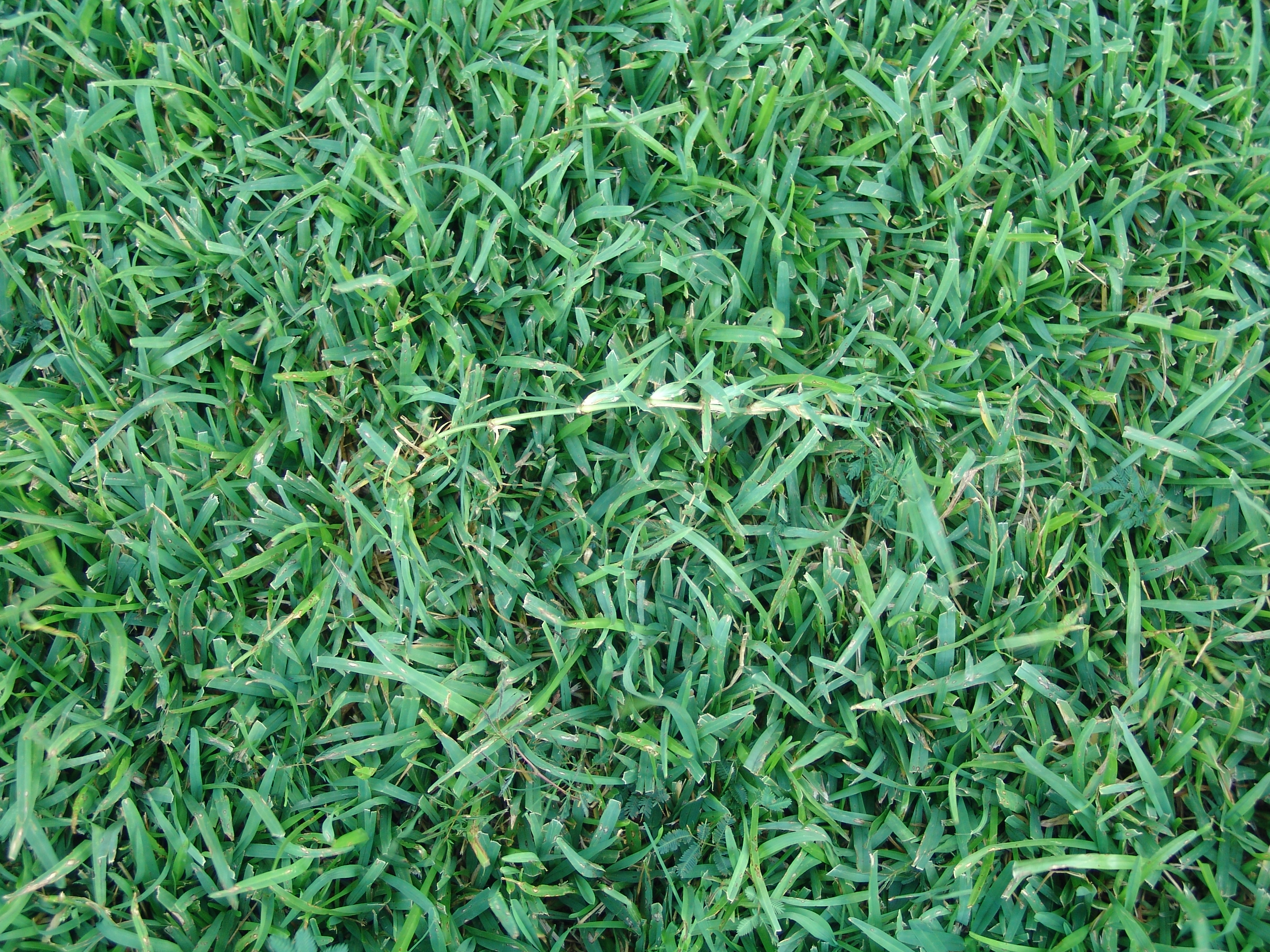 The 3 Most Common Grass Types in Jacksonville, FL