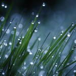 Googling for Grass: The 9 Metro Areas That Really Loved ‘Lawn Care’ in 2015