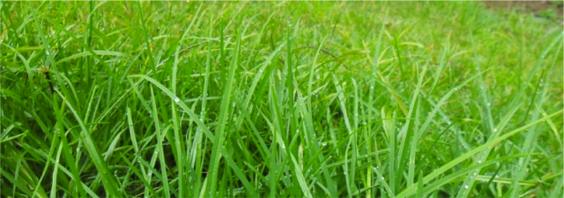 A Quick Guide to Spring Lawn Care - Grass 800x282