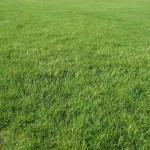 How Long Should Your Grass Be? [Video]