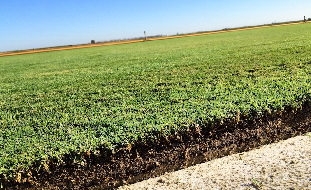 Super Bowl 50 turf