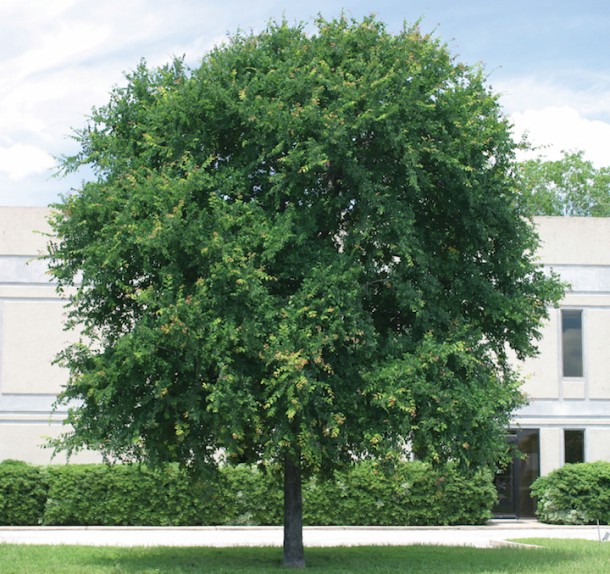 12 Fascinating Facts About Austin’s Trees