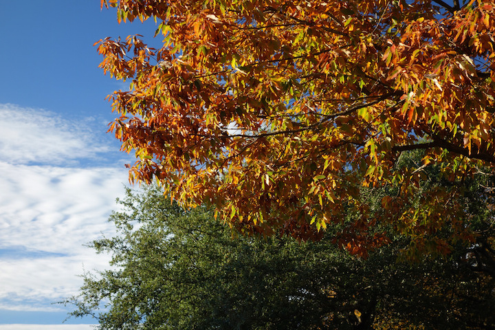 Austin fall foliage