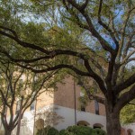 12 Fascinating Facts About Austin’s Trees