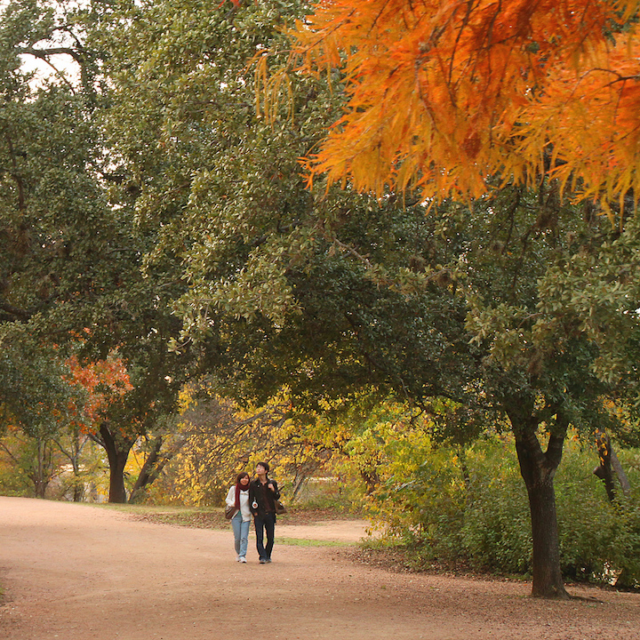 Austin trees for fall